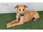 Adopt Grady a Tan/Yellow/Fawn - with Black Irish Terrier / Mixed dog in San