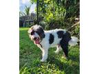 Adopt Charlie a White - with Black Poodle (Miniature) / Mixed dog in West Palm