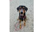 Adopt Joker a Black Plott Hound / Mixed dog in Kokomo, IN (39000427)