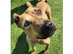Adopt Aurelia a Tan/Yellow/Fawn American Pit Bull Terrier / Mixed dog in Kansas