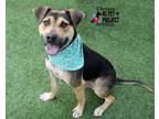 Adopt Christo a Black Mixed Breed (Large) / Mixed dog in Kansas City