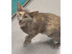 Adopt Kiara a Domestic Shorthair / Mixed cat in Sheboygan, WI (39071302)