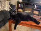 Adopt Darryl a All Black Domestic Shorthair / Mixed (short coat) cat in Holland