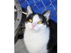 Adopt Ella a Domestic Shorthair / Mixed (short coat) cat in Brigham City -