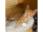 Adopt Goose (23-556) a Orange or Red Domestic Shorthair / Mixed cat in York