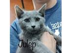Adopt Julep (23-554) a Gray or Blue Domestic Shorthair / Mixed cat in York