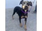 Adopt Betty Lou a Black German Shepherd Dog / Mixed dog in San Antonio