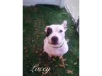 Adopt Lacey a American Staffordshire Terrier / Mixed dog in Fort Myers