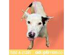 Adopt Opal a White - with Tan, Yellow or Fawn Terrier (Unknown Type
