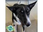Adopt Diego a Black Mixed Breed (Medium) / Mixed dog in Las Cruces