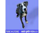 Adopt Lulu a Gray/Silver/Salt & Pepper - with Black Pit Bull Terrier / Mixed dog