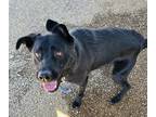Adopt Josie a Black Labrador Retriever / Mixed dog in Kokomo, IN (39026965)