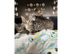 Adopt MJ KITTEN a Gray, Blue or Silver Tabby Domestic Shorthair / Mixed (short