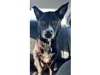 Adopt Betty a Black - with White Border Collie / Mixed dog in Paso Robles