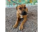 Adopt Shauna a Brown/Chocolate Border Terrier / Mixed dog in El Paso