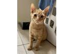 Adopt Jericho (23-530) a Orange or Red Domestic Shorthair / Mixed cat in York