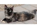 Adopt Reba a Tortoiseshell Maine Coon / Mixed (medium coat) cat in Phoenix