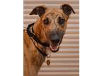 Adopt John a Red/Golden/Orange/Chestnut Greyhound / Mixed dog in Minneapolis