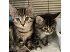 Adopt Twinkle Twinkle & Little Star a Gray, Blue or Silver Tabby Domestic
