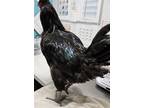 Adopt Mr. Peacock a Chicken bird in Escondido, CA (39071059)