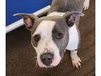 Adopt Cheese Sandwich a Pit Bull Terrier / Mixed dog in Lexington, KY (39070969)