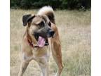 Adopt Brodie a Anatolian Shepherd / Bullmastiff / Mixed dog in Duncan