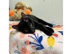 Adopt Furio a All Black Domestic Shorthair / Mixed cat in Houston, TX (39057638)