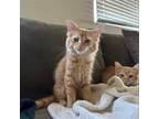 Adopt Betsy a Orange or Red Domestic Mediumhair / Mixed (medium coat) cat in Los