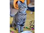 Adopt WILLOW - Young and friendly female a Brown Tabby Domestic Shorthair /