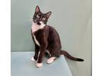 Adopt Scarecrow a All Black Domestic Shorthair / Domestic Shorthair / Mixed cat
