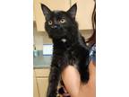 Adopt Midnight a All Black Domestic Longhair / Domestic Shorthair / Mixed cat in