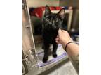 Adopt Ghost a All Black Domestic Longhair / Domestic Shorthair / Mixed cat in
