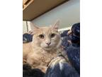 Adopt Bowie a Tan or Fawn Domestic Shorthair / Mixed (short coat) cat in Spring