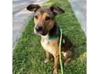 Adopt Babe a Hound (Unknown Type) / Mixed dog in Raleigh, NC (39070845)