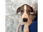 Adopt Swiss Roll a Merle Mixed Breed (Medium) / Mixed dog in Rancho Santa Fe