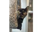 Adopt Moxie Dewdrop a All Black Domestic Shorthair / Domestic Shorthair / Mixed