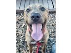 Adopt French Fries a Brindle Mixed Breed (Large) / Mixed dog in Chamblee