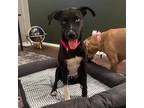 Adopt Bowfinger a Black Terrier (Unknown Type, Small) / Mixed dog in Austin