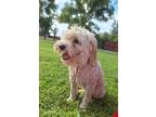 Adopt fabio a Mixed Breed (Medium) / Mixed dog in Chico, CA (39068906)