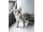 Adopt Cucumber ~Has Multiple Applications~ a Gray, Blue or Silver Tabby Domestic