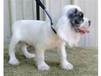 Adopt Spartan a White - with Brown or Chocolate Cocker Spaniel / Mixed dog in
