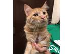 Adopt Pumpkin a Domestic Mediumhair / Mixed cat in Versailles, KY (39015247)