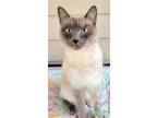 Adopt RITZ a Tan or Fawn Tabby Siamese / Mixed (short coat) cat in Powder