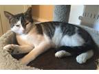 Adopt Hobbes a Gray, Blue or Silver Tabby Domestic Shorthair / Mixed (short
