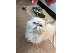 Adopt Dave a Persian / Mixed cat in Victoria, BC (39035598)