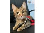 Adopt Little a Domestic Shorthair / Mixed cat in Penticton, BC (39070577)