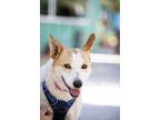 Adopt Nikita a Australian Cattle Dog / Mixed dog in Albuquerque, NM (39052611)