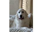 Adopt Azelea a White Great Pyrenees / Mixed dog in Portland, OR (39064162)
