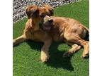 Adopt Taz a Mixed Breed (Medium) / Mixed dog in Rancho Santa Fe, CA (39070494)