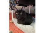 Adopt Dolly Pawrton a Domestic Shorthair / Mixed cat in Mipiltas, CA (39070488)